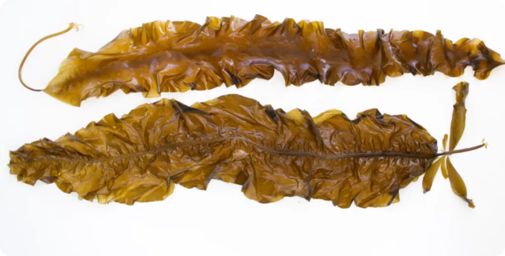 Large kelp leaves