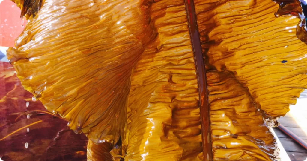 Winged Kelp