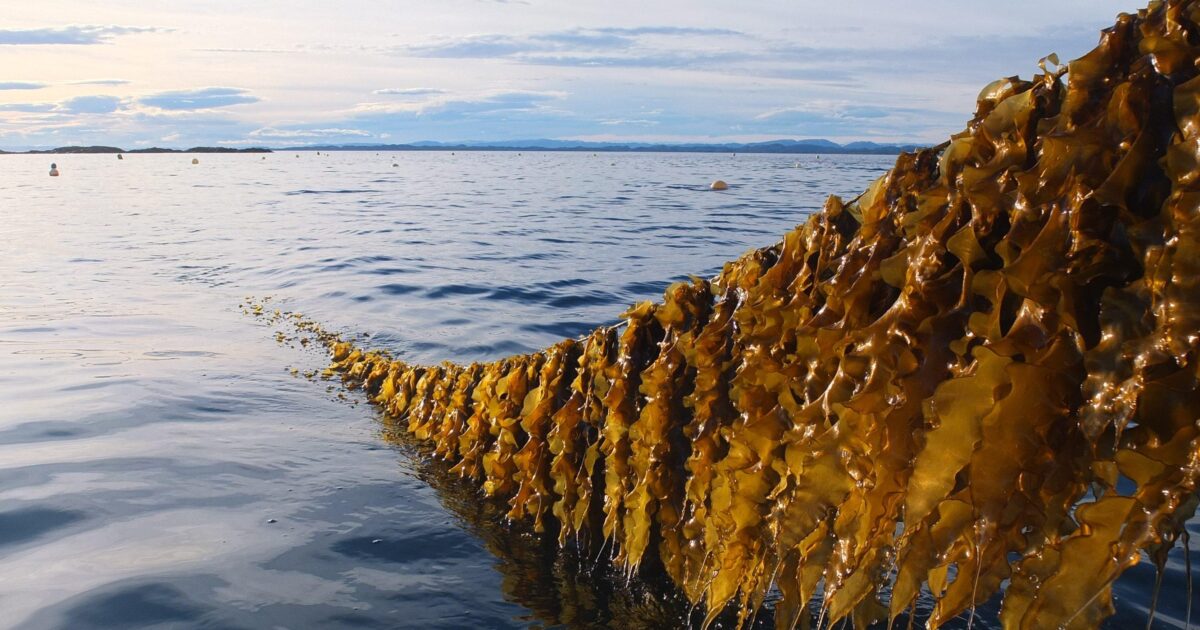 https://seaweedsolutions.com/images/_openGraph/seaweed-rope-harvest.jpg