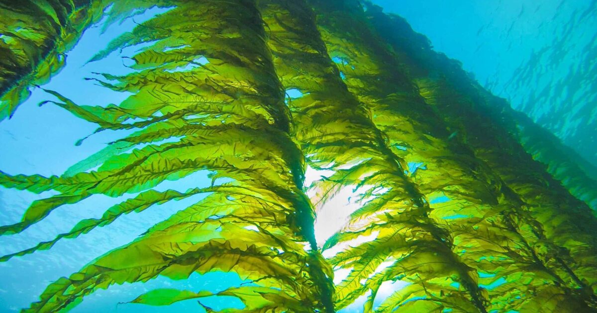 seaweeds-shelter-calcifying-marine-life-from-acidifying-oceans