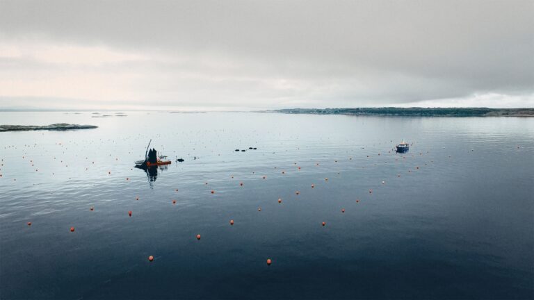 https://seaweedsolutions.com/images/_s/seaweed-farm-in-morning.jpg