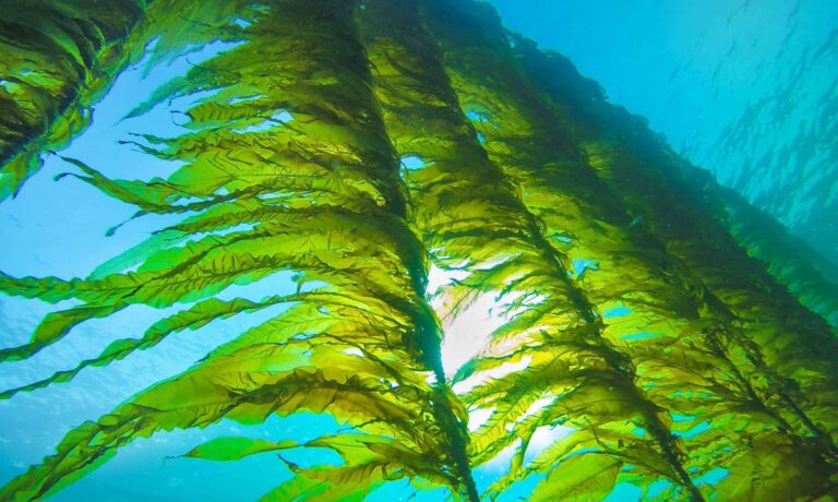 Is seaweed the solution to sustainable biofuel? - Renewable Carbon